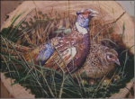 (image for) Pheasants